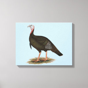 Turkey:  Eastern Wild Tom Canvas Print
