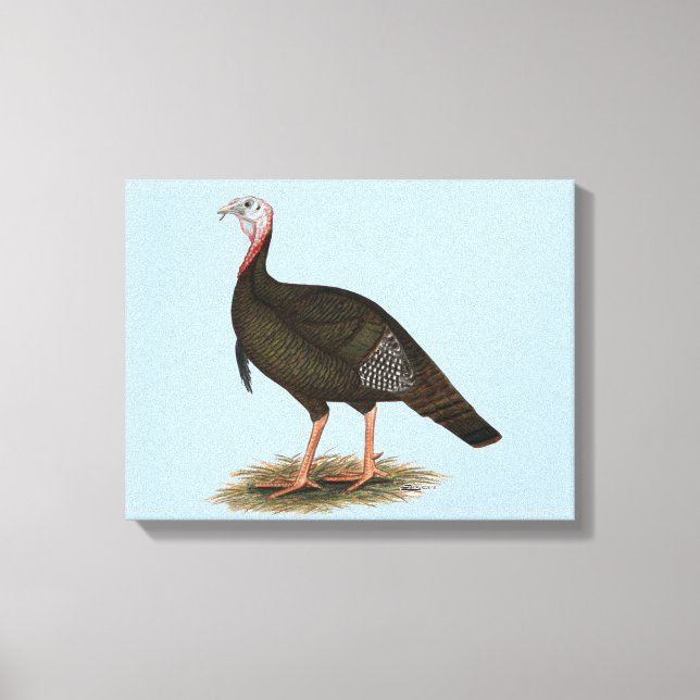 Turkey:  Eastern Wild Tom Canvas Print (Front)