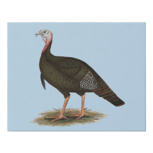 Turkey: Eastern Wild Tom Faux Canvas Print