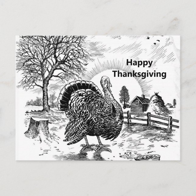 Turkey Farm Drawing Thanksgiving Postcard (Front)