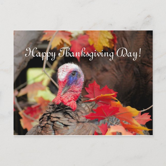 Turkey In Leaves Thanksgiving Day Holiday Postcard (Front)