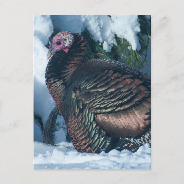 Turkey in Winter Postcard (Front)