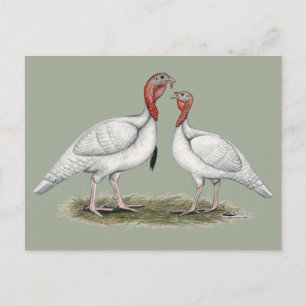 Turkey Mini Whites Postcard