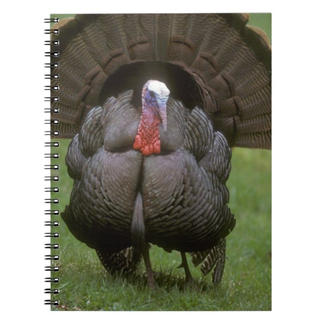 Turkey Notebook (Front)