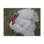 Turkey Postcard
