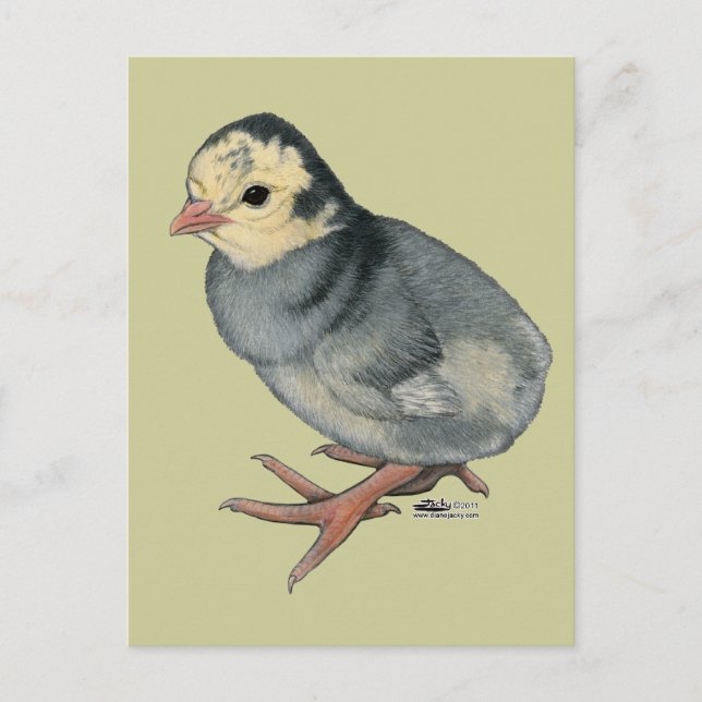 Turkey Poult Blue Slate Postcard (Front)