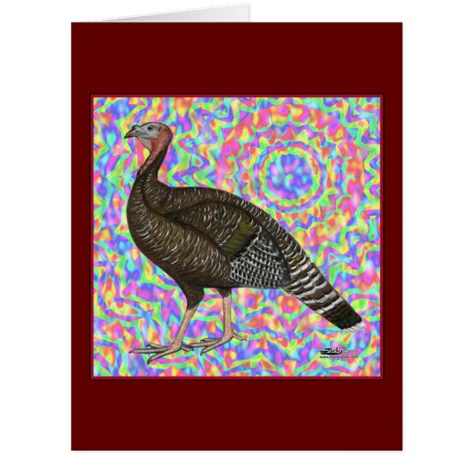 Turkey Rainbow (Front)