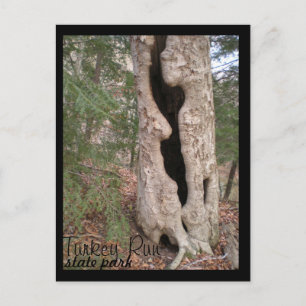 Turkey Run State Park, Hallow Tree Postcard