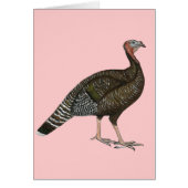 Turkey:  Standard Bronze Hen (Front)
