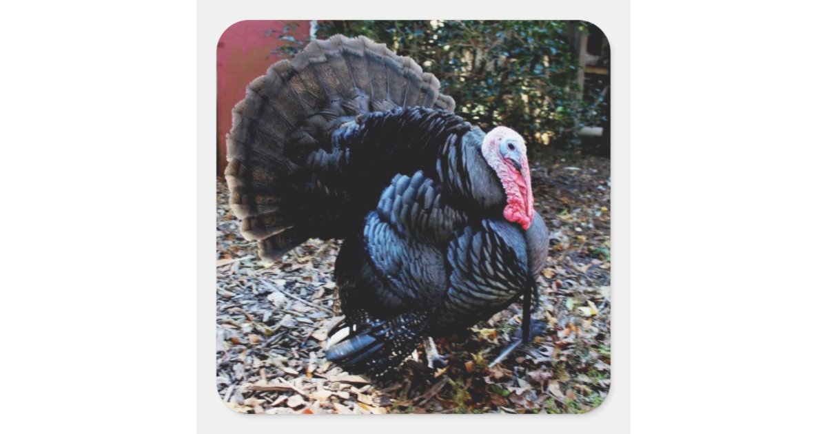 Turkey Sticker | Zazzle