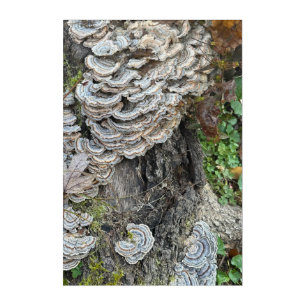 "Turkey Tail Mushrooms" Acrylic Wall Art