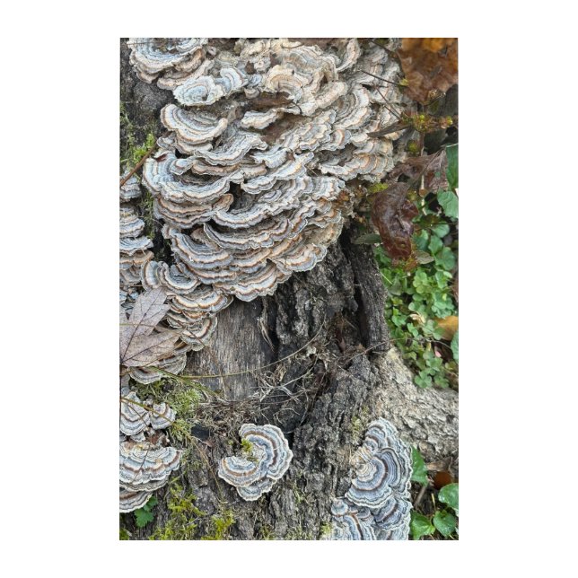 "Turkey Tail Mushrooms" Acrylic Wall Art (Front)