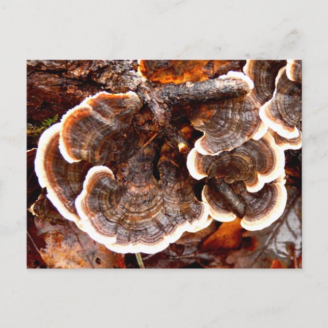 Turkey Tails Fungi Postcard (Front)