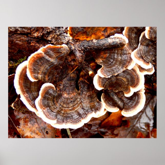 Turkey Tails Fungi Poster (Front)