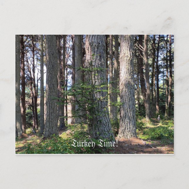 Turkey Time! Postcard (Front)