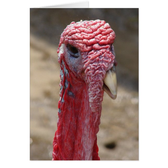 Turkey Tom, Blank Inside Greeting Card (Front)
