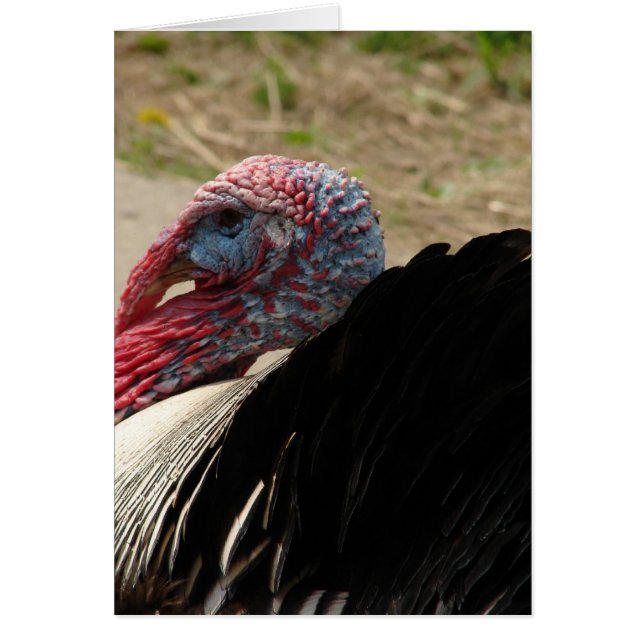 Turkey Tom Cards (Front)
