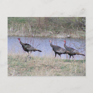 Turkey Trio By Water Postcard