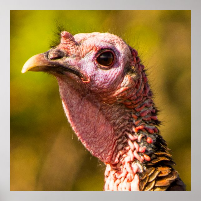 Turkey Up Close And Personal 32 x 32 Poster (Front)