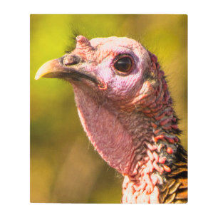 Turkey Up Close... Metal Wall Art 20 x 24