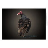 TURKEY VULTURE (Front Horizontal)