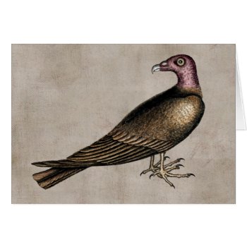 Turkey Vulture Card by EndlessVintage at Zazzle