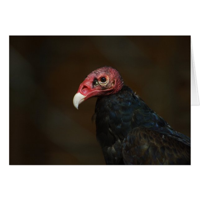 Turkey Vulture Cards (Front Horizontal)