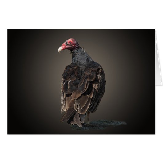 TURKEY VULTURE CARDS (Front Horizontal)