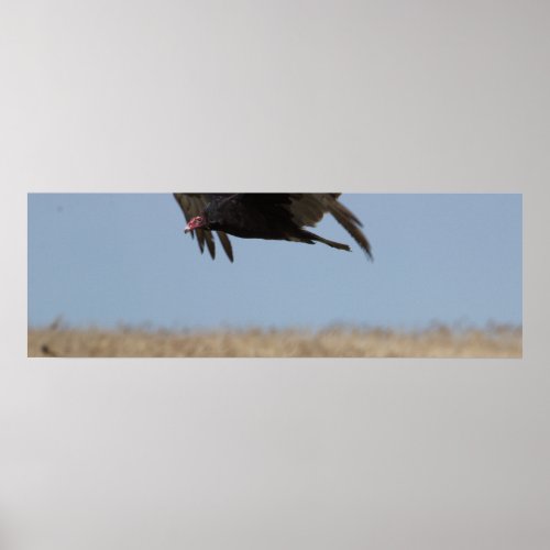 Turkey Vulture Flying Poster