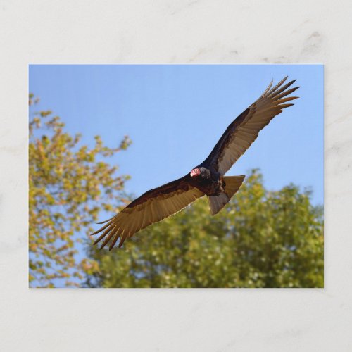 Turkey vulture in flight postcard