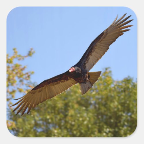 Turkey vulture in flight square sticker