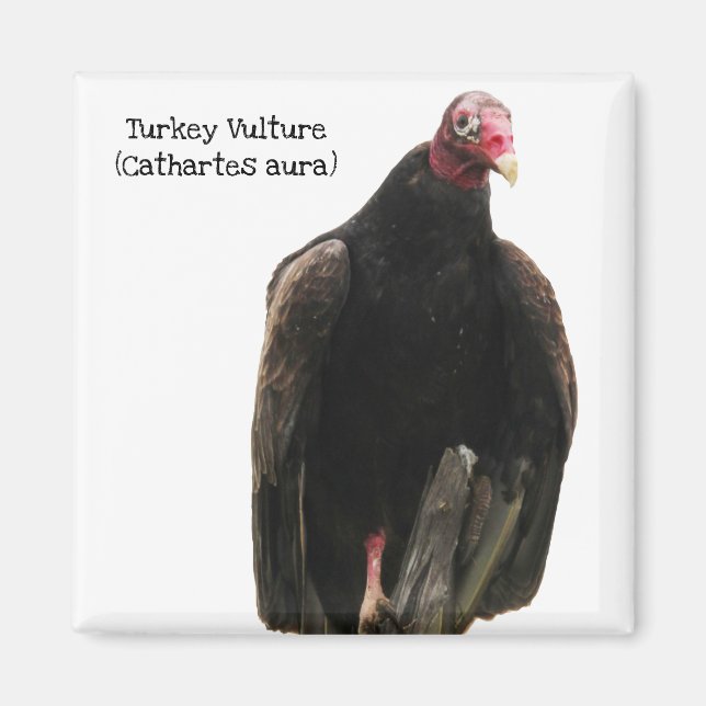 Turkey Vulture Magnet (Front)