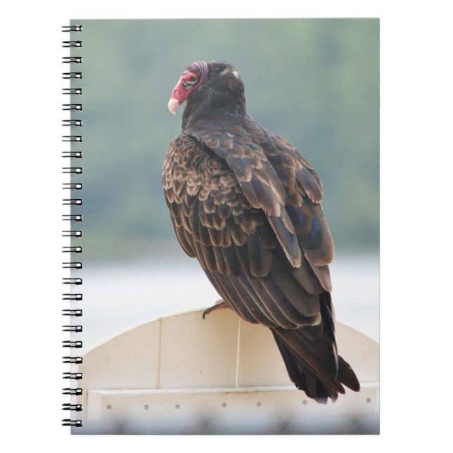 Turkey Vulture Notebook (Front)