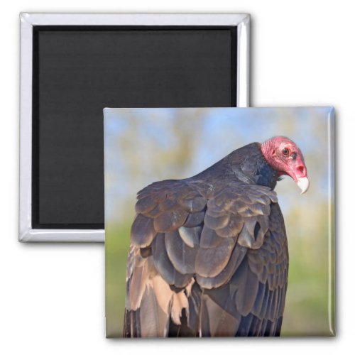 Turkey vulture perched on trunk    magnet
