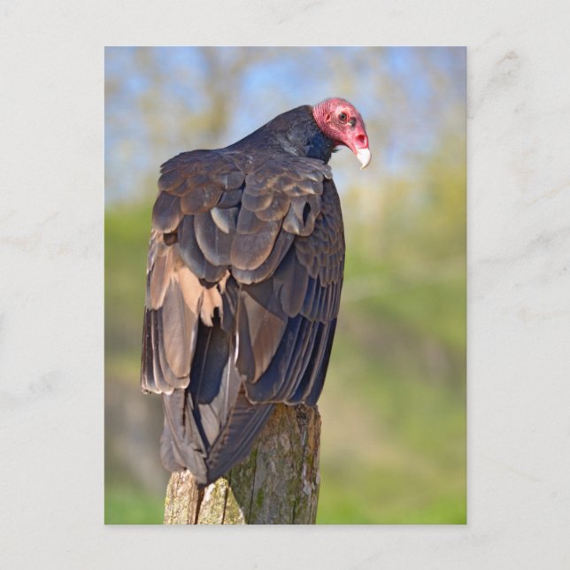 Turkey vulture perched on trunk postcard (Front)