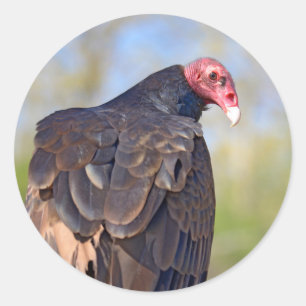 Turkey vulture perched on trunk postcard classic round sticker