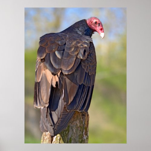 Turkey vulture perched on trunk  poster