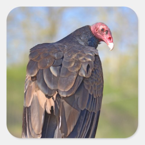 Turkey vulture perched on trunk  square sticker