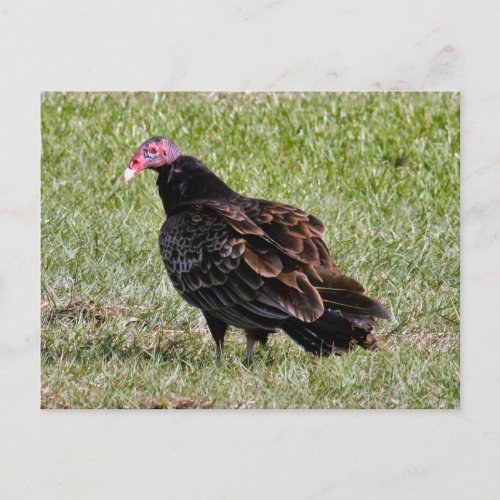 Turkey Vulture Photo Postcard