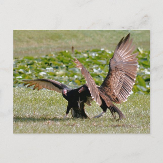 Turkey Vulture Photo Postcard (Front)
