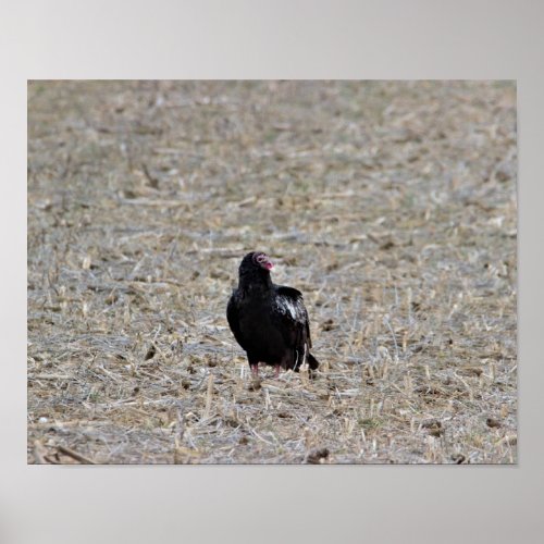 Turkey Vulture Photo Poster