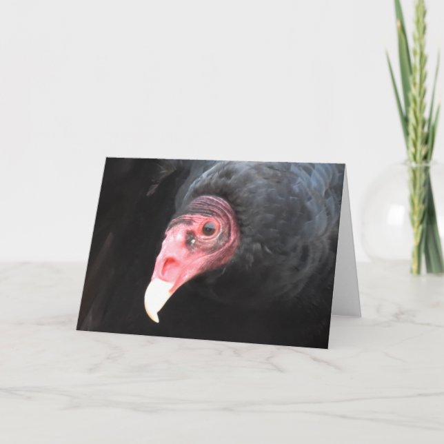 Turkey Vulture Photograph Card (Front)
