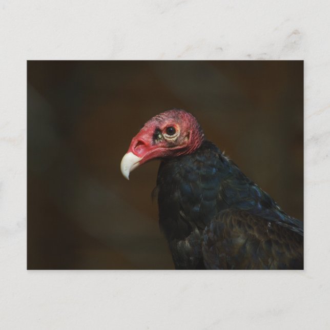 Turkey Vulture Postcard (Front)