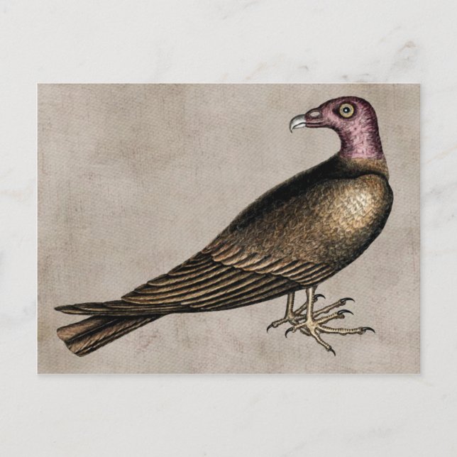 Turkey Vulture Postcard (Front)