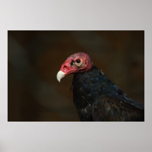 Turkey Vulture Poster