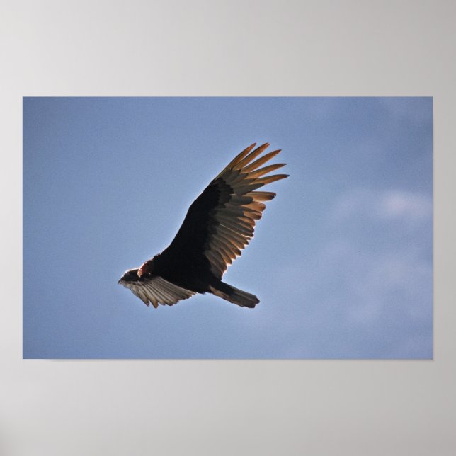 Turkey Vulture Poster (Front)