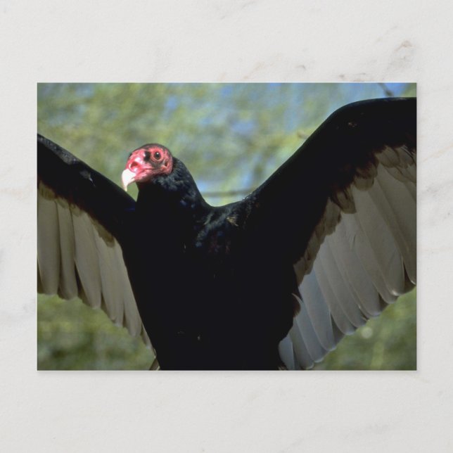 Turkey vulture spreading large wings postcard (Front)