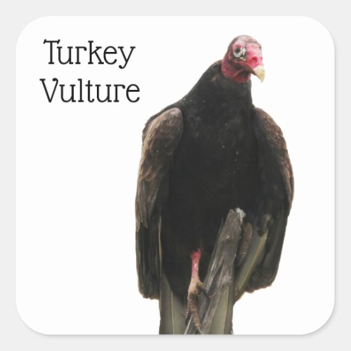Turkey Vulture Square Sticker