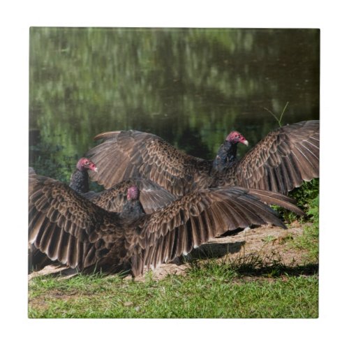 Turkey Vultures With Spread Wings Ceramic Tile