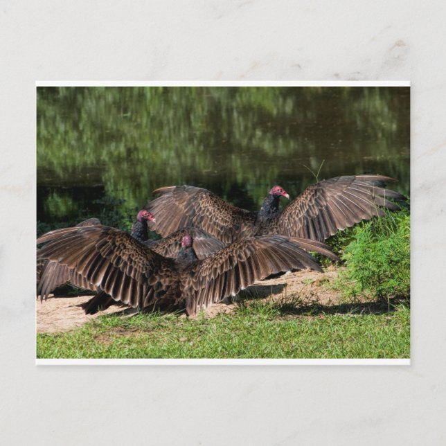 Turkey Vultures With Spread Wings Postcard (Front)
